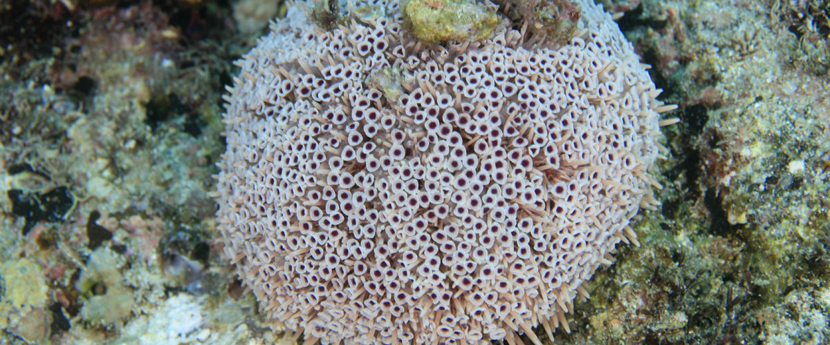Toxopneustes roseus thumbnail