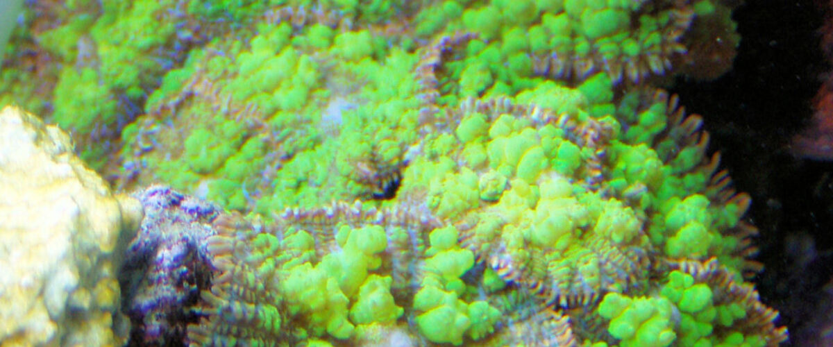 Rhodactis sp.