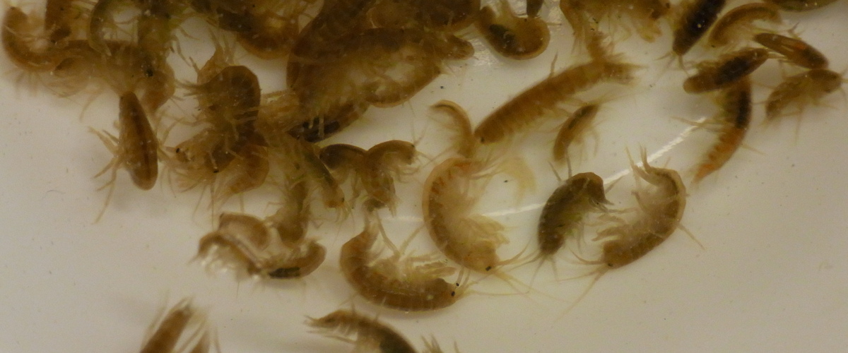 Gammarus pulex thumbnail