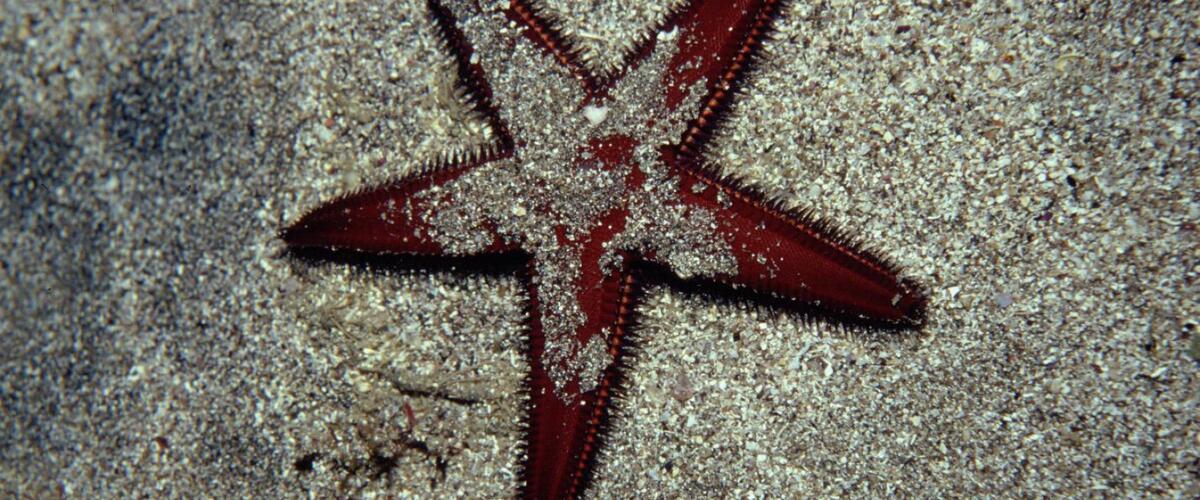 Astropecten africanus thumbnail