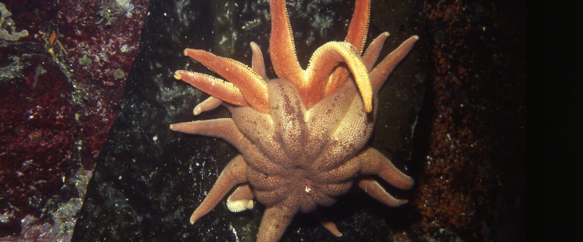 Solaster dawsoni thumbnail