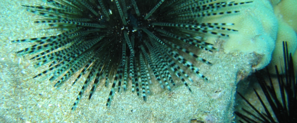 Echinothrix calamaris thumbnail