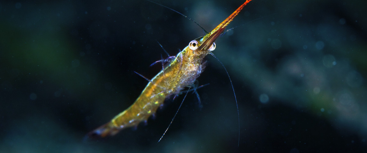 Mysis oculata thumbnail