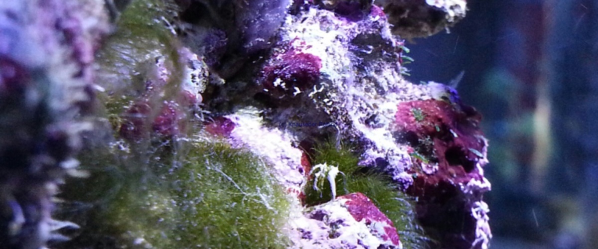 Derbesia sp. thumbnail