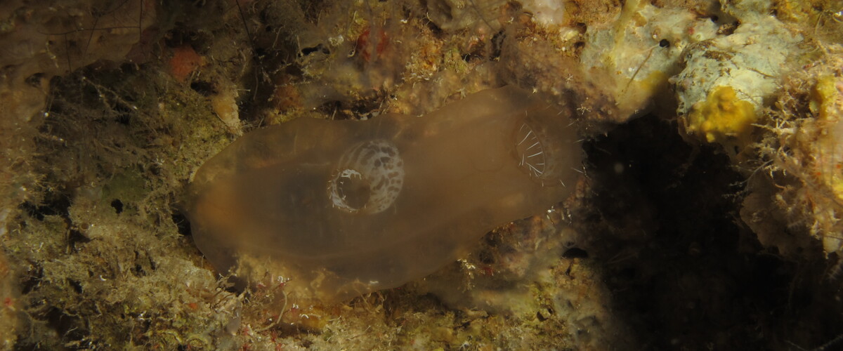 Ascidia sp.01 thumbnail