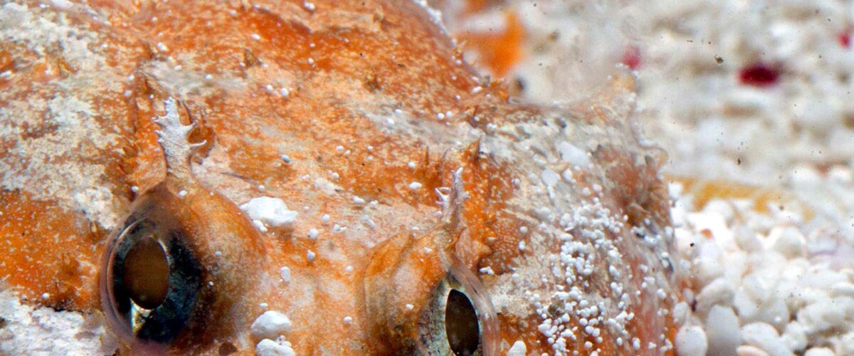 Opsanus beta thumbnail