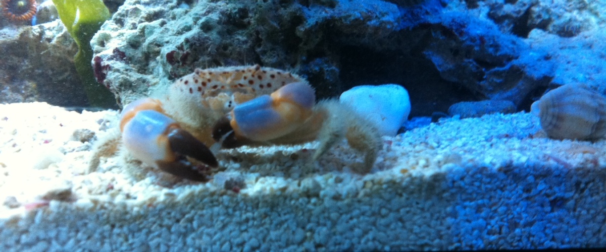 Paraxanthias pachydactylus thumbnail