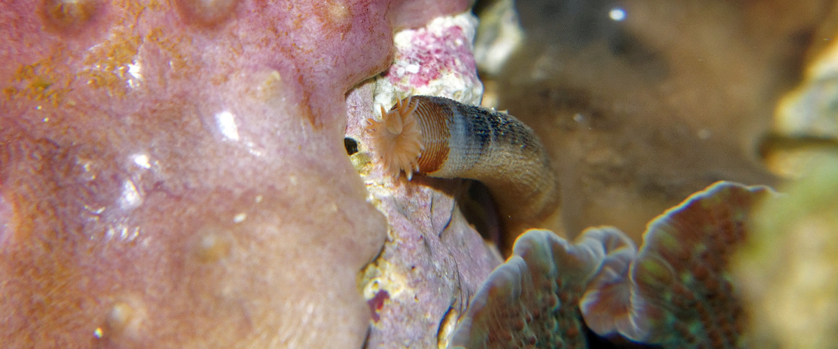 Sipunculus sp. thumbnail