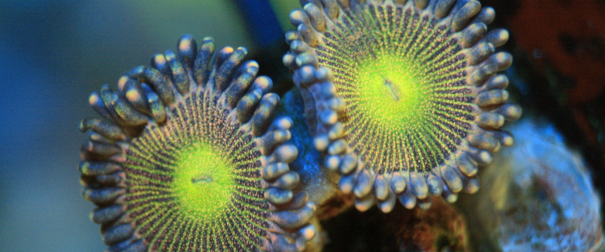 Zoanthus-sp.