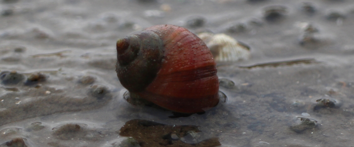 Littorina obtusata thumbnail