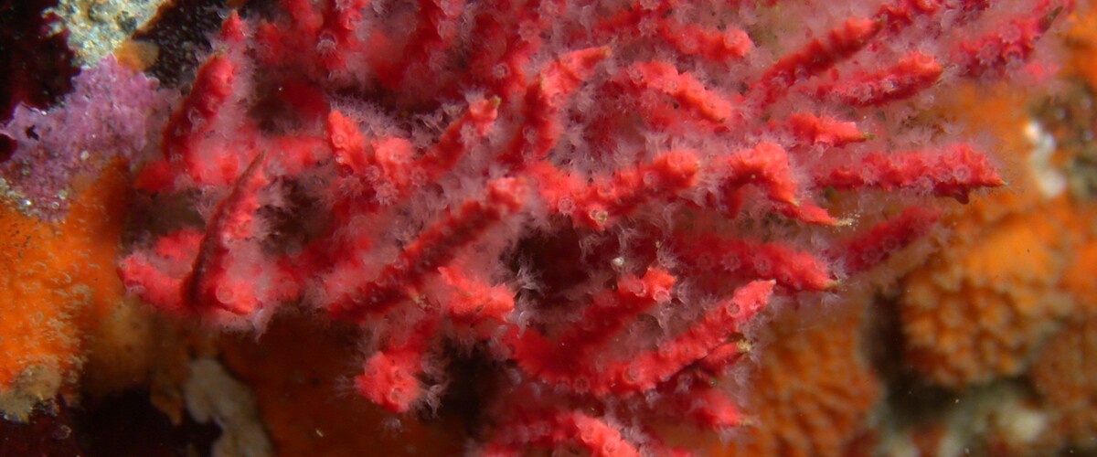 Psammogorgia hookeri thumbnail