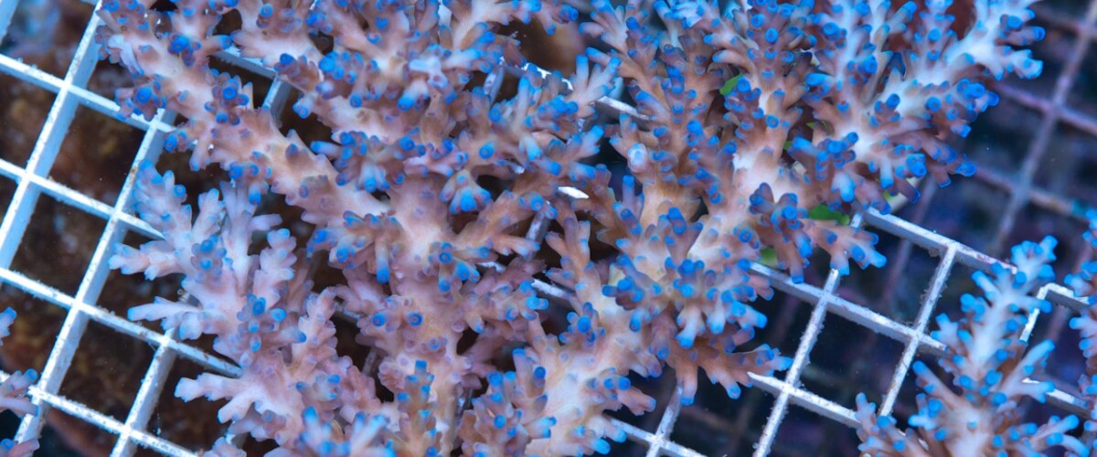 Acropora echinata thumbnail