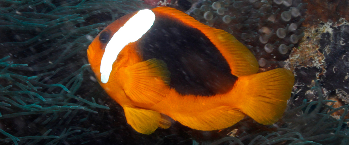 Amphiprion rubrocinctus thumbnail