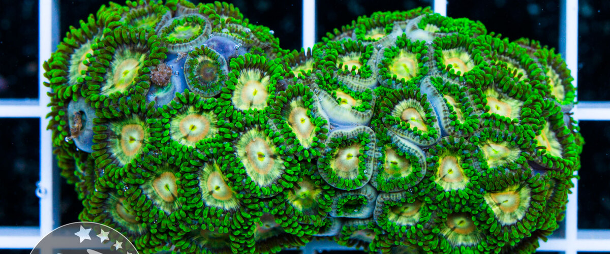 Zoanthus-sp.