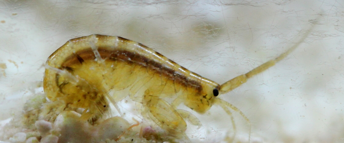 Gammarus sp. thumbnail