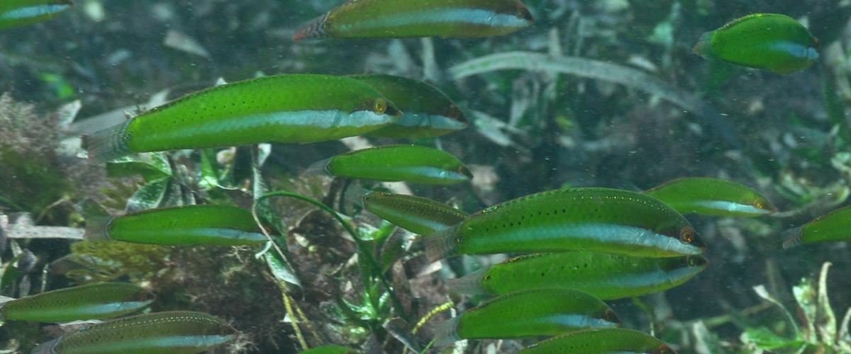 Halichoeres brownfieldi thumbnail
