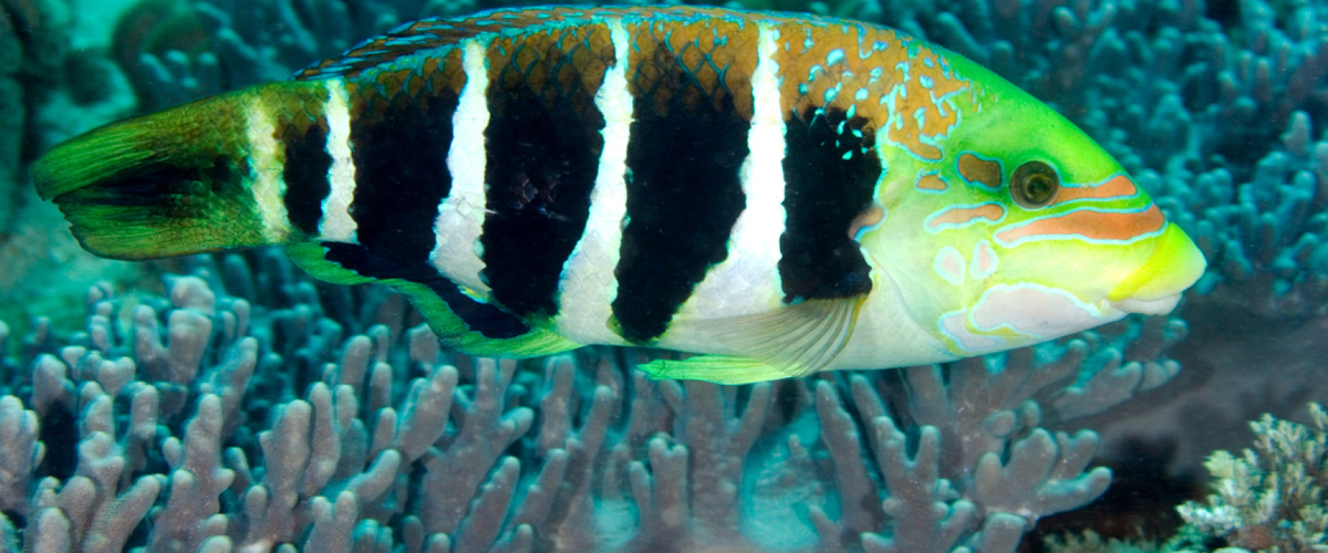 Hemigymnus sexfasciatus thumbnail