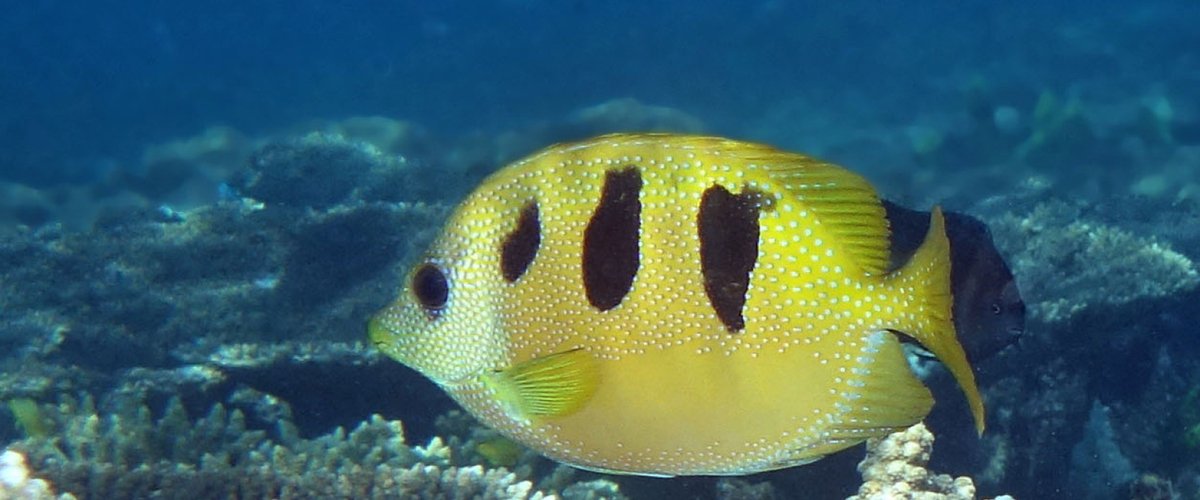 Siganus trispilos thumbnail