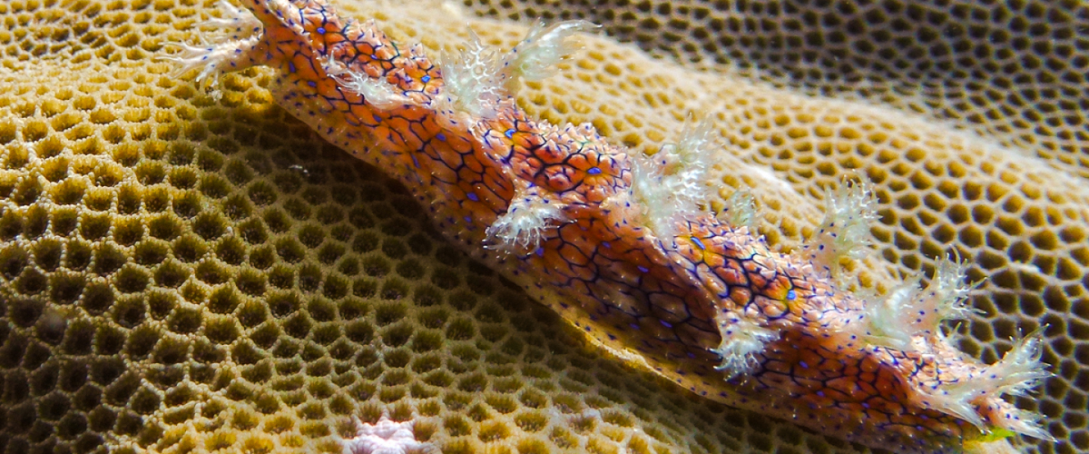 Marionia sp.04 thumbnail