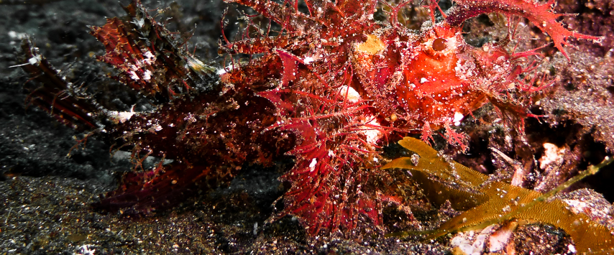 Pteroidichthys amboinensis thumbnail