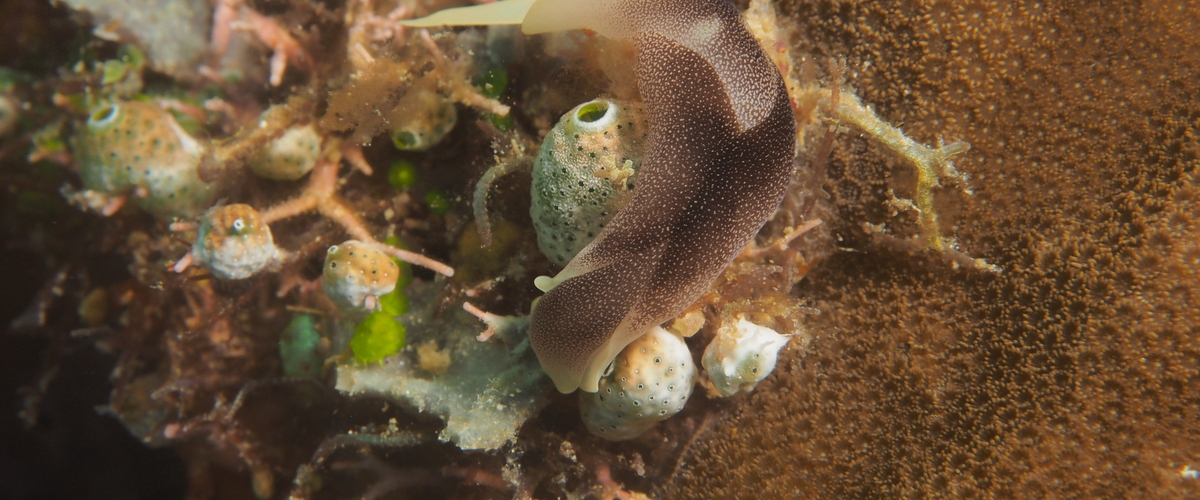 Chelidonura amoena thumbnail