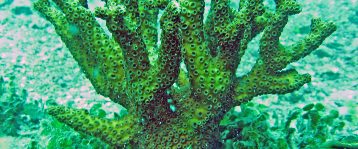 Oculina robusta thumbnail