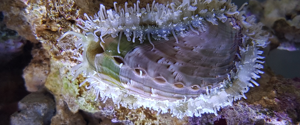 Haliotis varia thumbnail