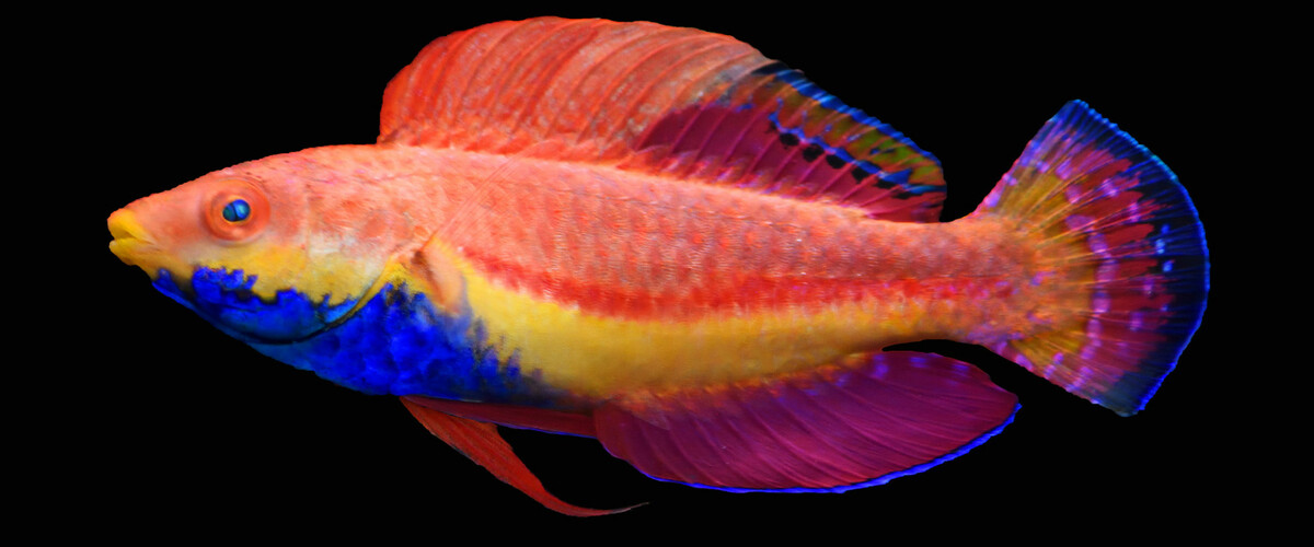 Cirrhilabrus cyanogularis thumbnail