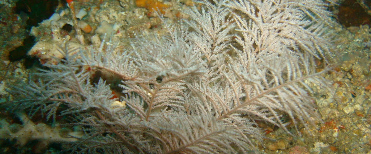 Myriopathes japonica thumbnail