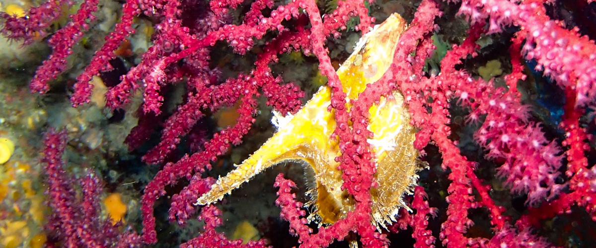 Pteria hirundo thumbnail