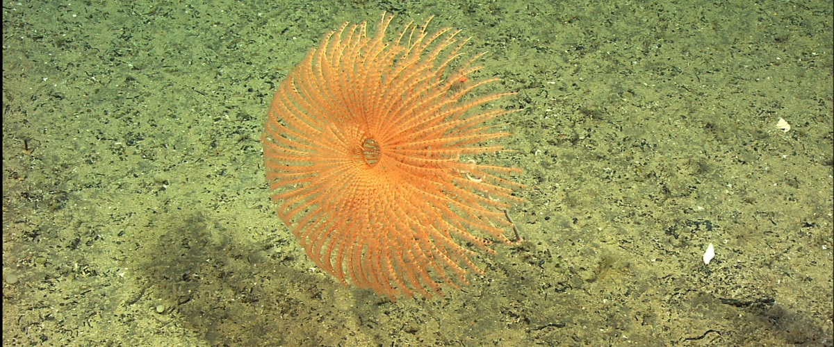 Iridogorgia fontinalis thumbnail