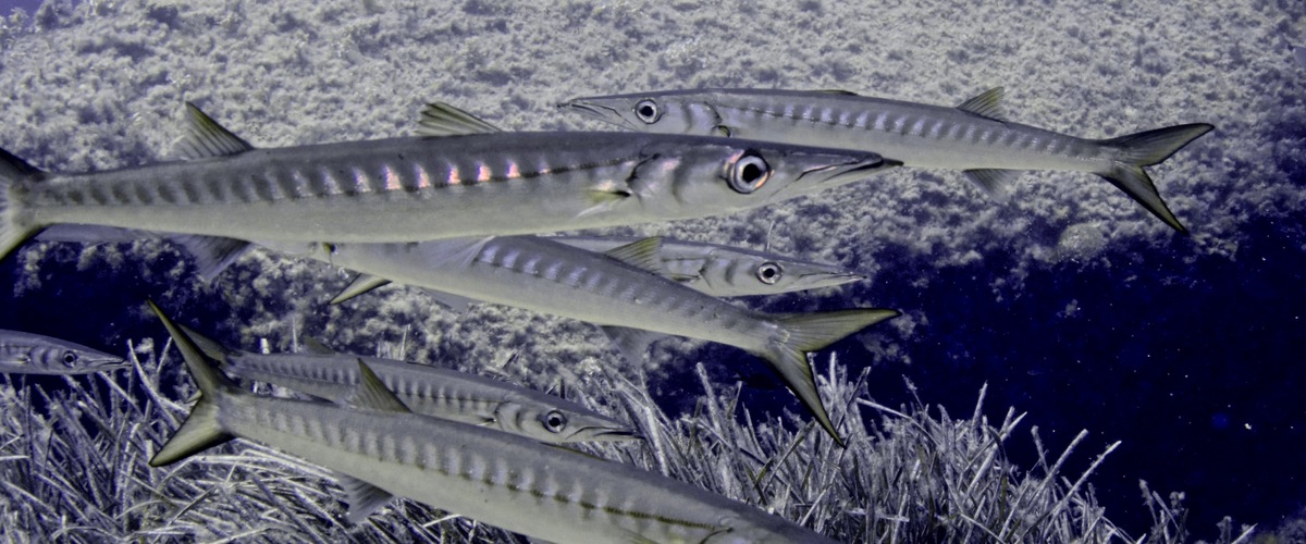 Sphyraena sphyraena thumbnail