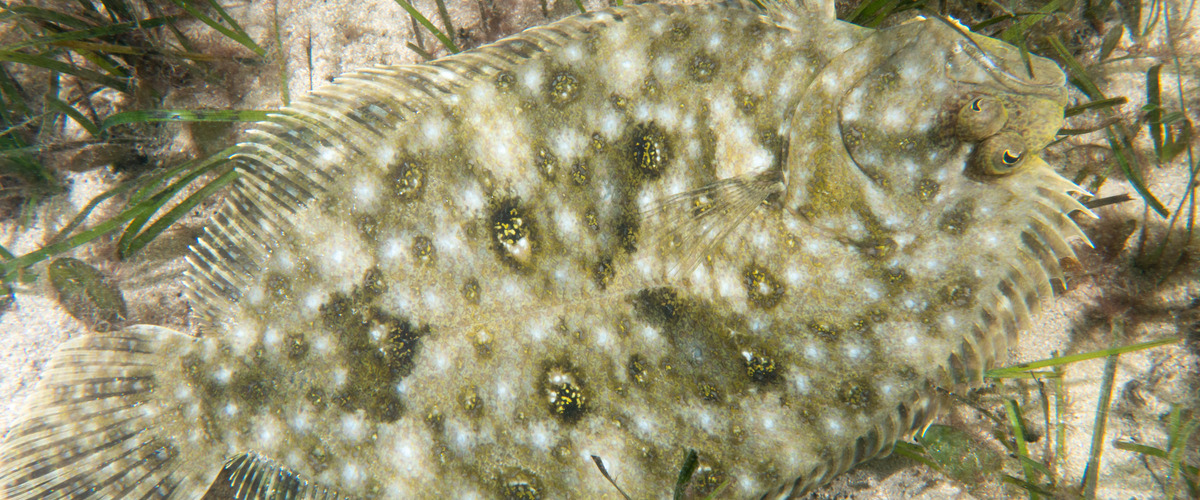 Pseudorhombus arsius thumbnail