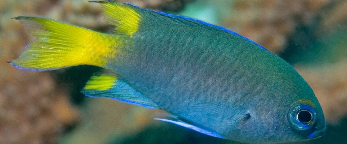 Neopomacentrus bankieri thumbnail