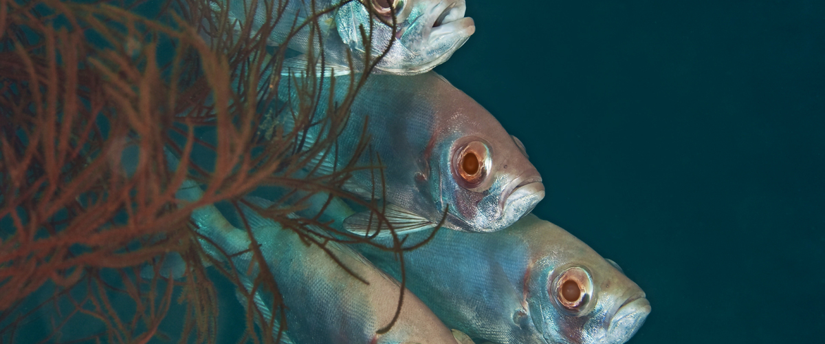 Priacanthus blochii thumbnail