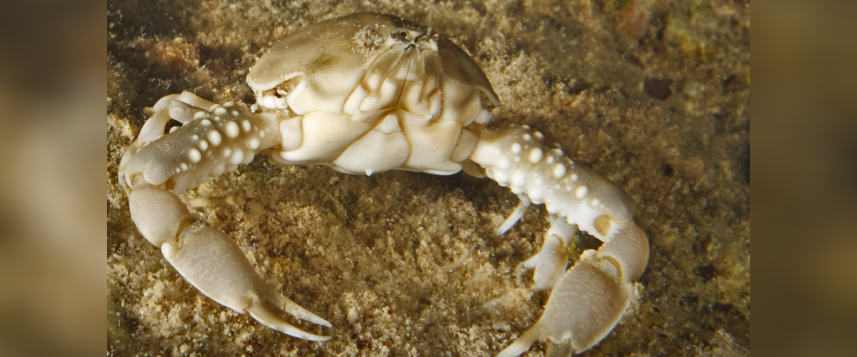 Coleusia signata thumbnail