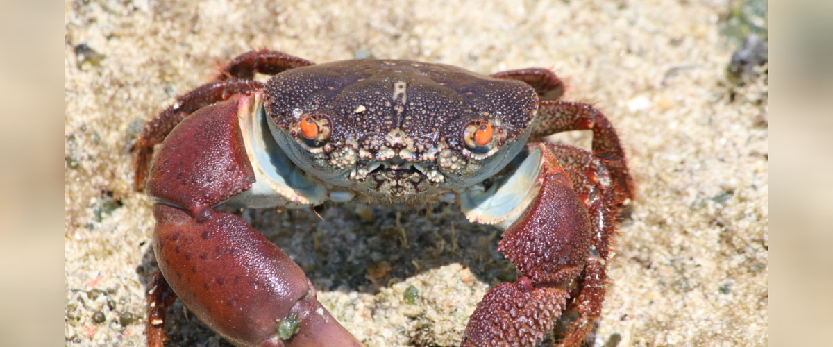 Eriphia smithii thumbnail