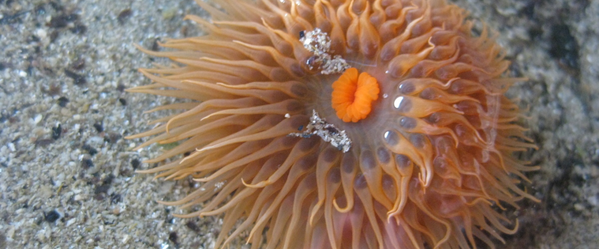 Diadumene neozelanica thumbnail