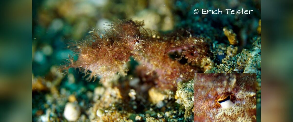Oktopus sp.02 thumbnail