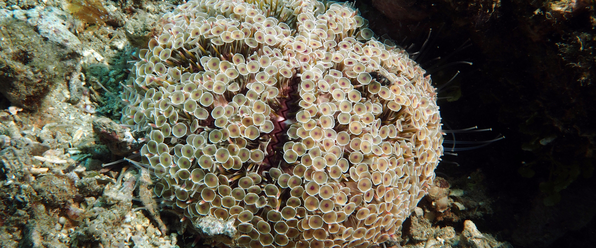 Toxopneustes roseus thumbnail