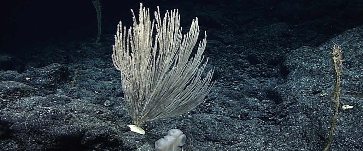 Narella virgosa thumbnail
