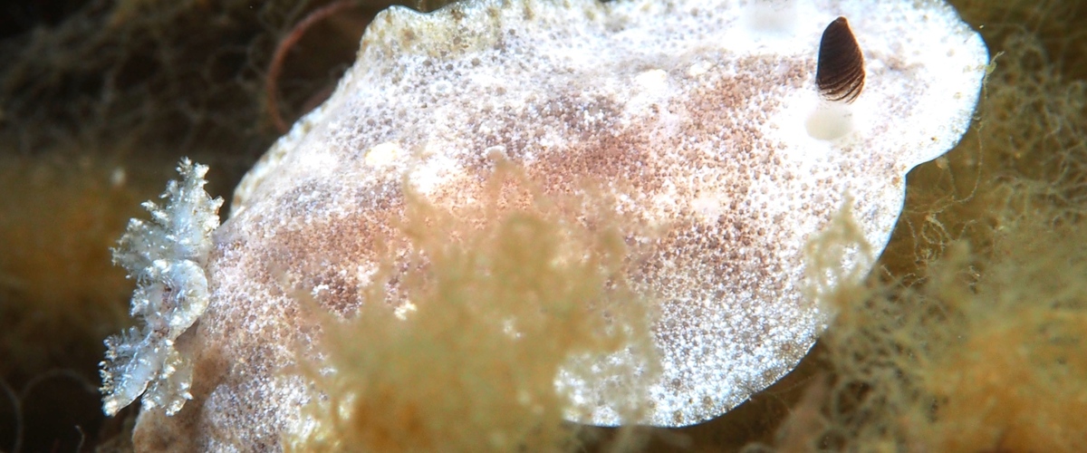 Sclerodoris tarka thumbnail
