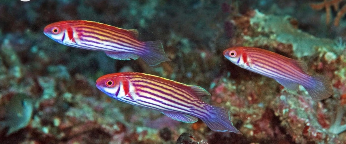 Cirrhilabrus apterygia thumbnail