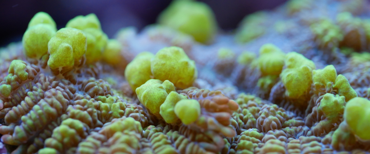 Rhodactis sp.