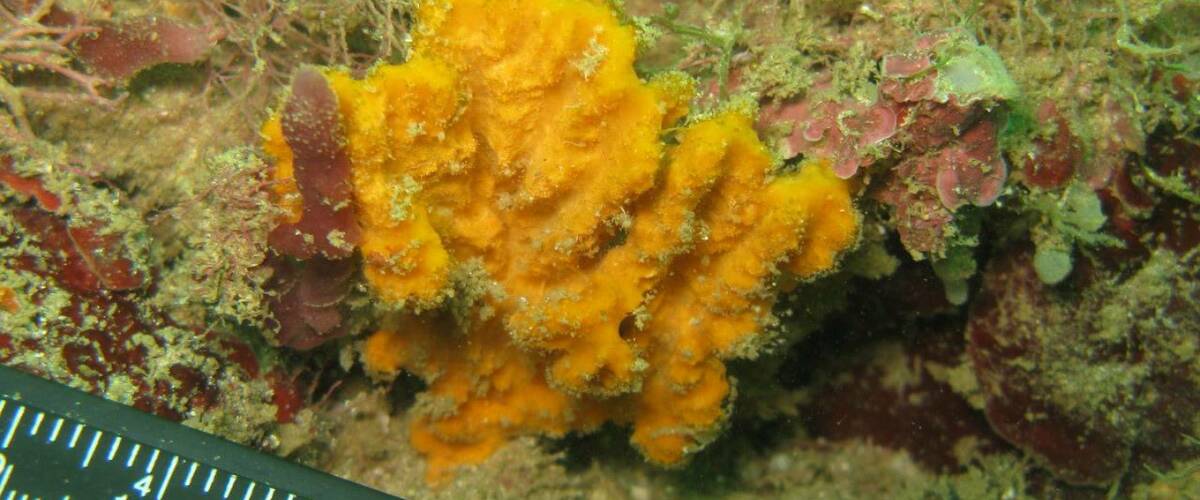 Axinella corrugata thumbnail