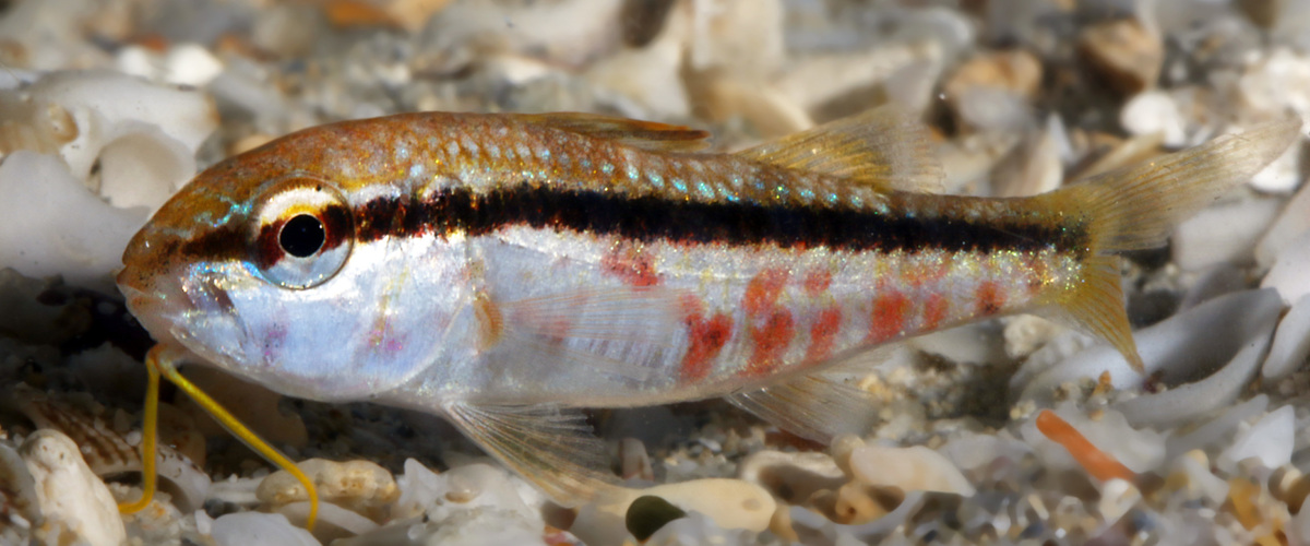 Upeneichthys vlamingii thumbnail