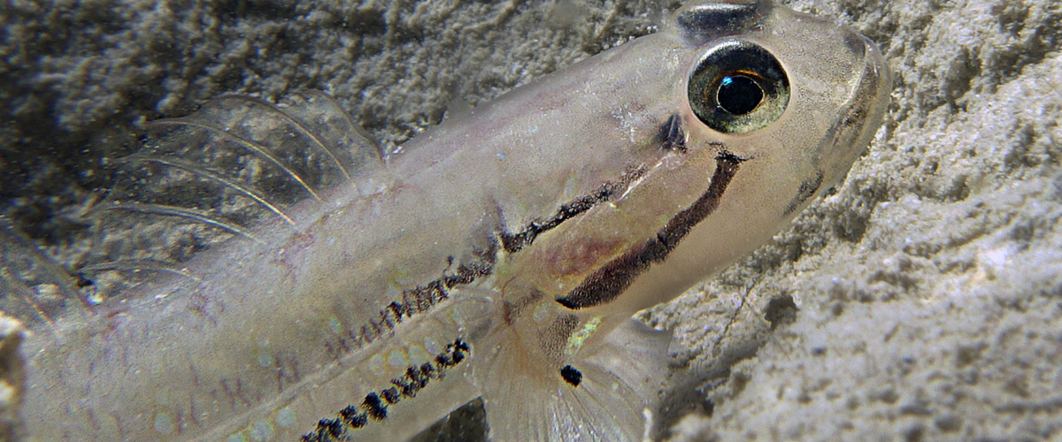 Arenigobius bifrenatus thumbnail