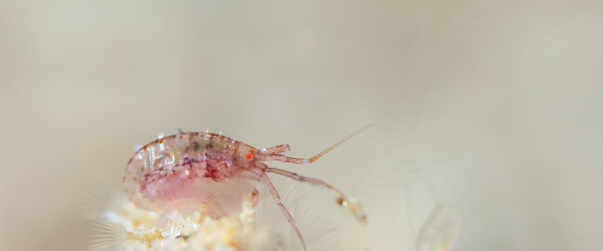 Cyproideidae sp.11 thumbnail