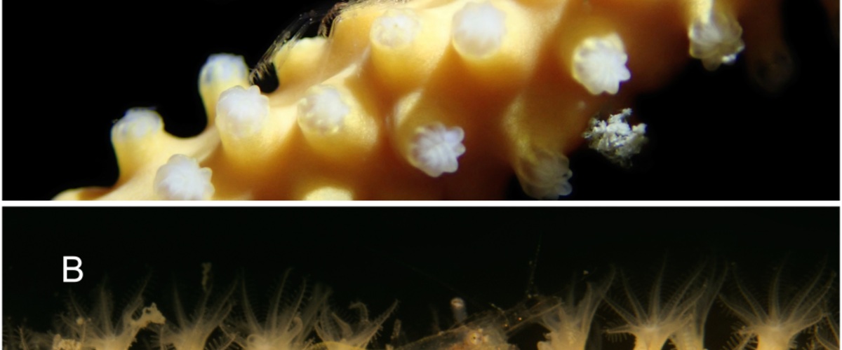 Ellisella limbaughi thumbnail