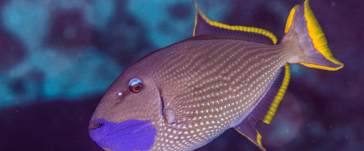 Xanthichthys auromarginatus thumbnail